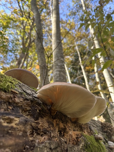 Omphalotus japonicus
