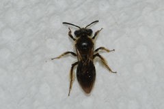 Andrena fenningeri
