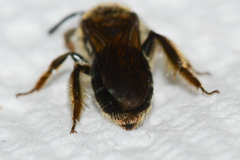 Andrena fenningeri
