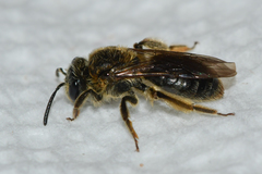 Andrena fenningeri