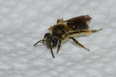 Andrena fenningeri