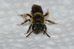 Andrena fenningeri