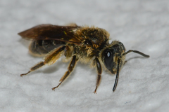 Andrena fenningeri