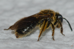 Andrena fenningeri