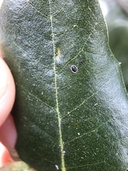 Tetraleurodes perileuca