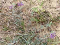 Dalea pogonathera