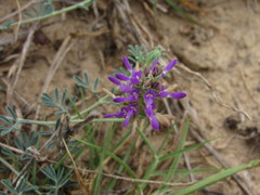 Dalea pogonathera