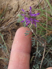 Dalea pogonathera