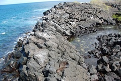 Arctocephalus galapagoensis