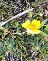 Potentilla hickmanii