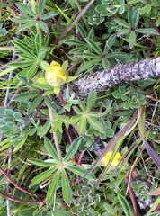 Potentilla hickmanii
