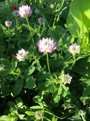 Trifolium glanduliferum