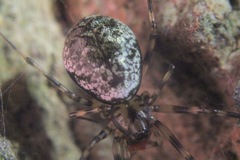 Northern Long-toothed Sheetweaver