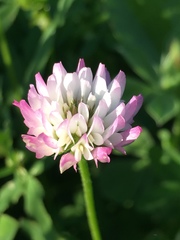 Trifolium glanduliferum