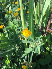 Lotus peregrinus