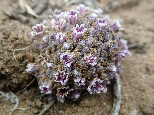 Desert christmas tree (Pholisma arenarium)