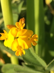 Lotus peregrinus