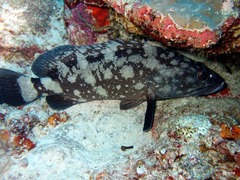Epinephelus coeruleopunctatus