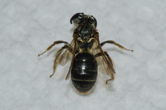 Andrena miserabilis