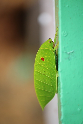 Cratioma oculatum