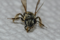 Andrena miserabilis