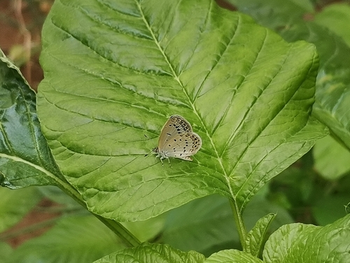 Pale Grass Blue