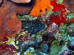 Epinephelus coeruleopunctatus