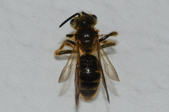 Andrena hilaris