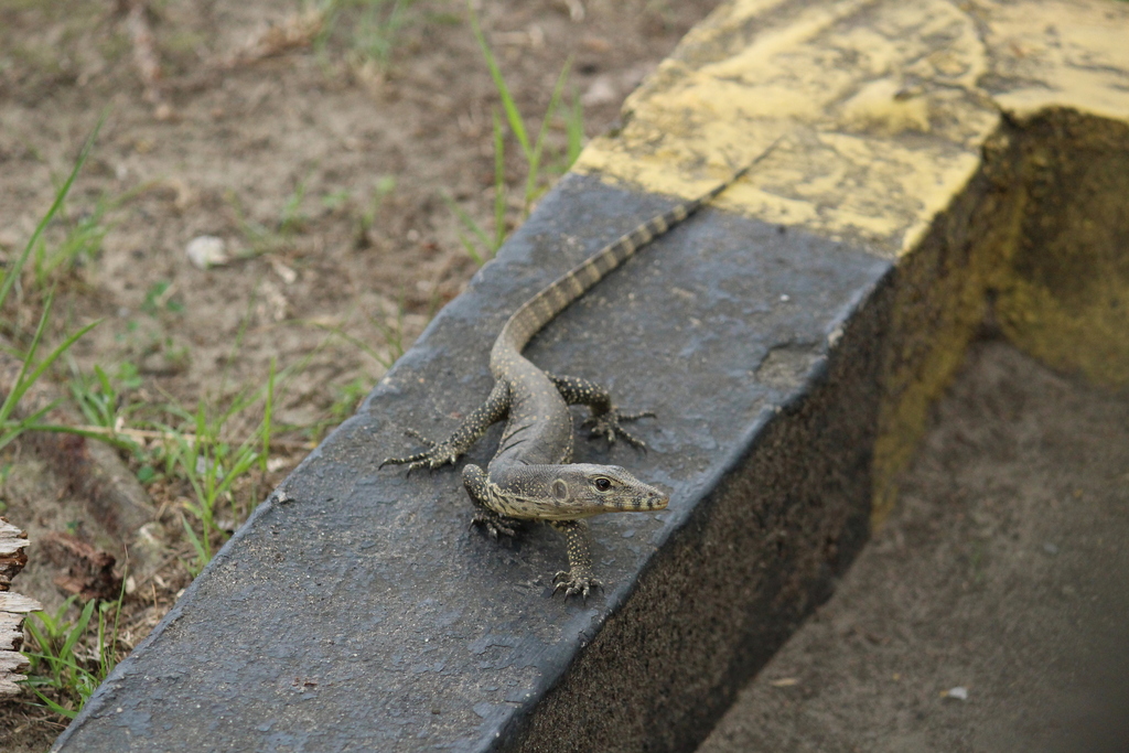 southeast-asian-water-monitor-from-lok-kawi-putatan-88200-kota