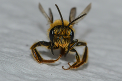 Andrena hilaris