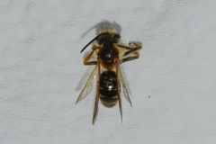 Andrena hilaris