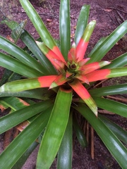 Guzmania squarrosa