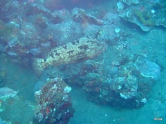 Epinephelus fuscoguttatus