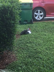 Cairina moschata domestica