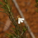 Goodenia pinifolia - Photo (c) Greg Tasney, μερικά δικαιώματα διατηρούνται (CC BY-SA), uploaded by Greg Tasney