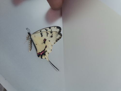 Dragon Swallowtail
