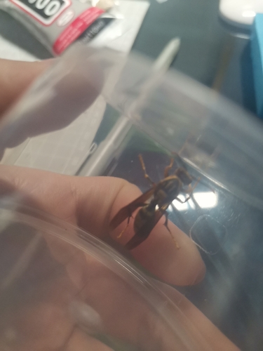Rothney's Paper Wasp