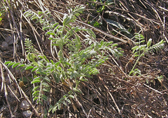 Sophora nuttalliana