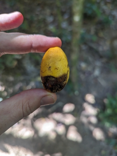 Endiandra microneura observed 2023-10-25