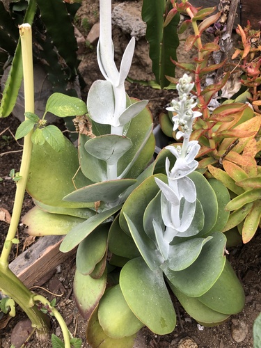 Kalanchoe luciae