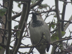 Passer domesticus