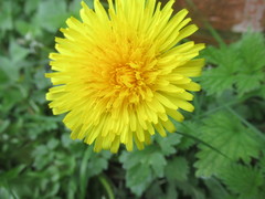 Taraxacum
