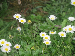 Bellis perennis