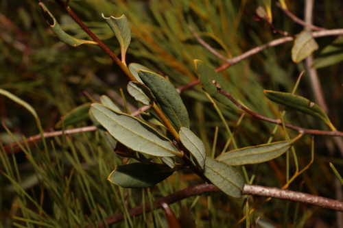Marianthus bicolor (Marianthus bicolor)