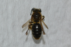 Andrena fenningeri