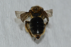 Andrena fenningeri