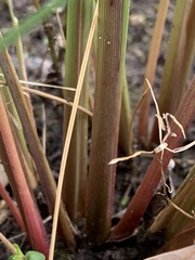 Leptochloa