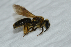 Andrena fenningeri