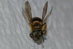Andrena fenningeri