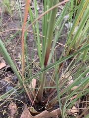 Leptochloa